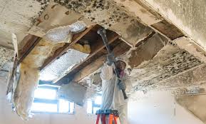 Best Commercial Mold Inspection  in Lusk, WY